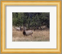 Bull Elk in Montana V Fine Art Print