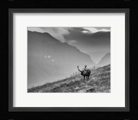 Big Country Bull Fine Art Print