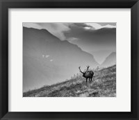 Big Country Bull Fine Art Print