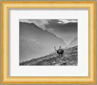 Big Country Bull Fine Art Print