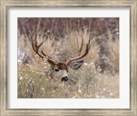 Mule Deer Buck Fine Art Print