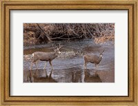 Mule Deer Buck and Doe Fine Art Print