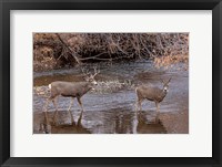 Mule Deer Buck and Doe Fine Art Print