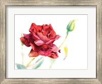 Red Rose Fine Art Print