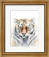 Tiger III Fine Art Print