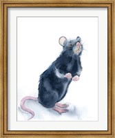 Rat Fine Art Print