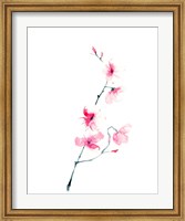 Cherry Blossom Fine Art Print