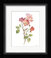 Sprigs of Summer I on White Framed Print