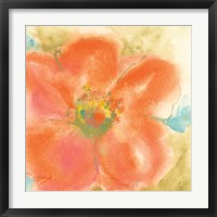 Coral Poppy II Framed Print