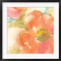 Coral Poppy I Framed Print