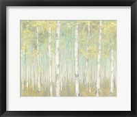 Sylvan Birches Fine Art Print