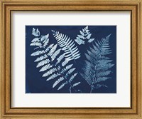 Nature By The Lake - Ferns II Fine Art Print