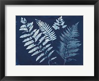 Nature By The Lake - Ferns II Framed Print