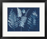 Nature By The Lake - Ferns I Framed Print