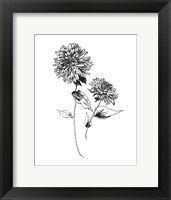Sketchbook Flowers on White IV Fine Art Print