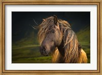 Born To Be Wild Fine Art Print