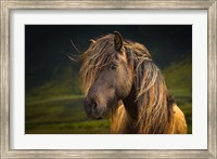 Born To Be Wild Fine Art Print