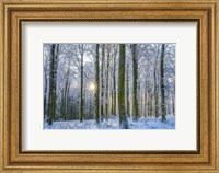 Frosty Forest Fine Art Print