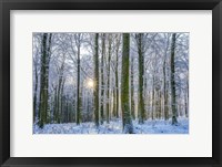 Frosty Forest Fine Art Print