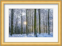 Frosty Forest Fine Art Print