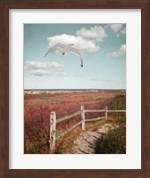 Gull over Coastal Trail Fine Art Print