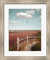 Gull over Coastal Trail Fine Art Print