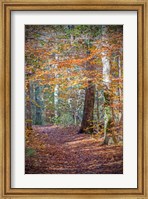 Rust Fall Forest Fine Art Print