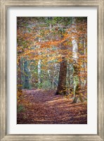 Rust Fall Forest Fine Art Print