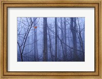 Red Cardinal in a Blue Forest Fine Art Print