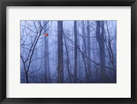Red Cardinal in a Blue Forest Fine Art Print