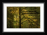 Golden Drops Fine Art Print