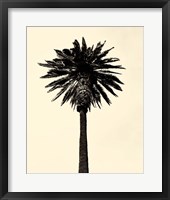 Palm Tree 1979 Tan Fine Art Print