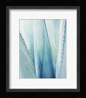 Pale Blue Agave No. 1 Fine Art Print