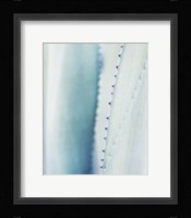 Pale Blue Agave No. 2 Fine Art Print
