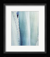 Pale Blue Agave No. 3 Fine Art Print