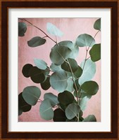 Sage Eucalyptus No. 1 Fine Art Print