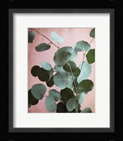Sage Eucalyptus No. 1 Fine Art Print