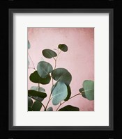 Sage Eucalyptus No. 2 Fine Art Print
