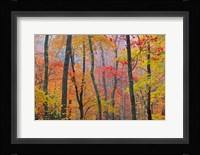 Crayola Fine Art Print