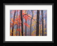 Fire in the Fog Fine Art Print