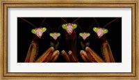 Praying Mantis: Family Portrait Fine Art Print