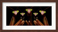 Praying Mantis: Family Portrait Fine Art Print