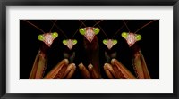 Praying Mantis: Family Portrait Fine Art Print