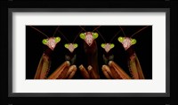 Praying Mantis: Family Portrait Fine Art Print