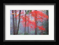 Splash of Red Fine Art Print