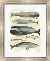Whales Fine Art Print