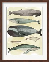 Whales Fine Art Print