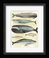 Whales Fine Art Print