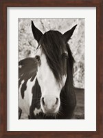 Pale Eyed Stallion Fine Art Print