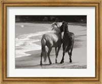 Young Mustangs on Beach Fine Art Print